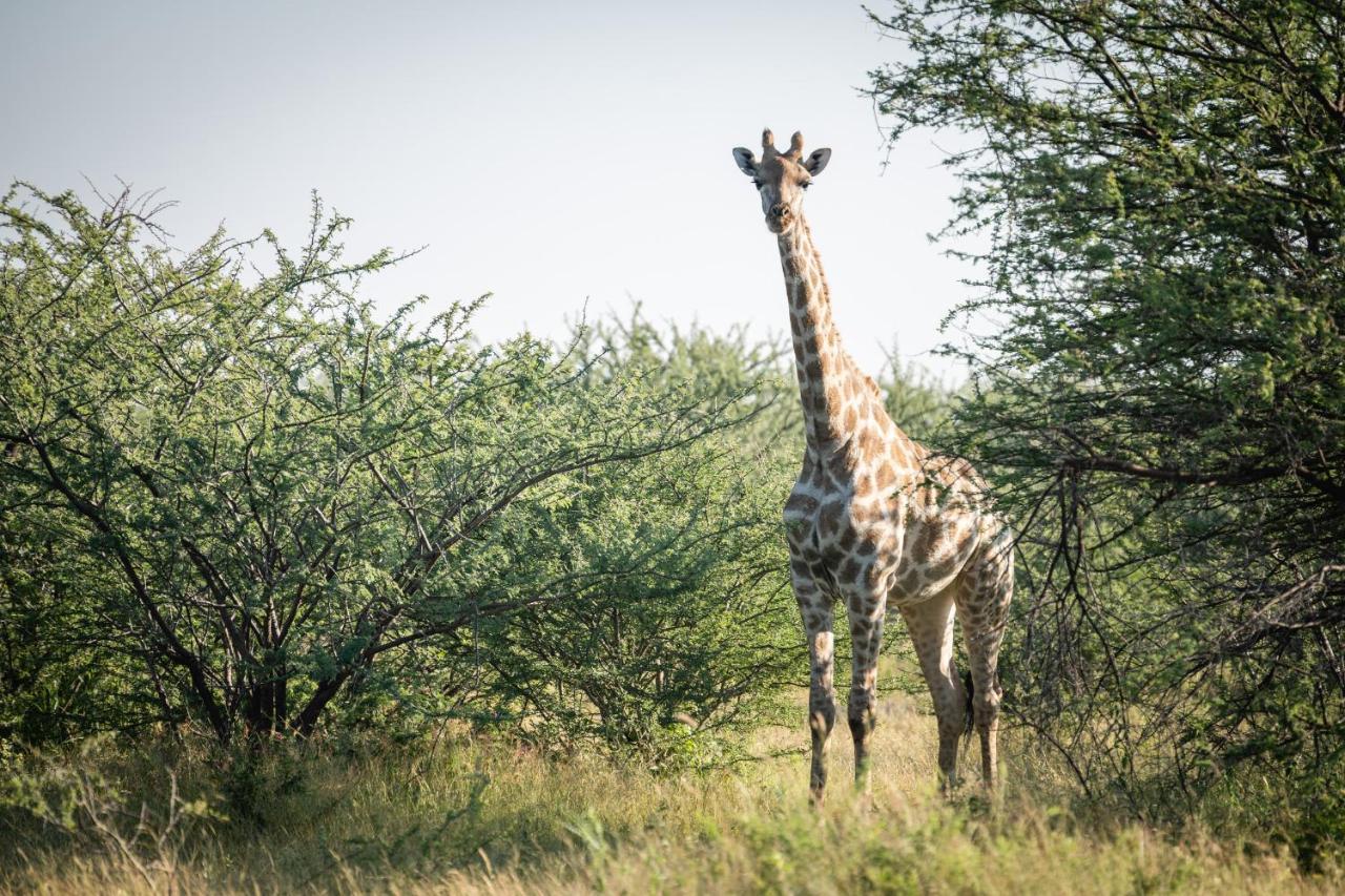 Frans Indongo Lodge Otjiwarongo Eksteriør billede