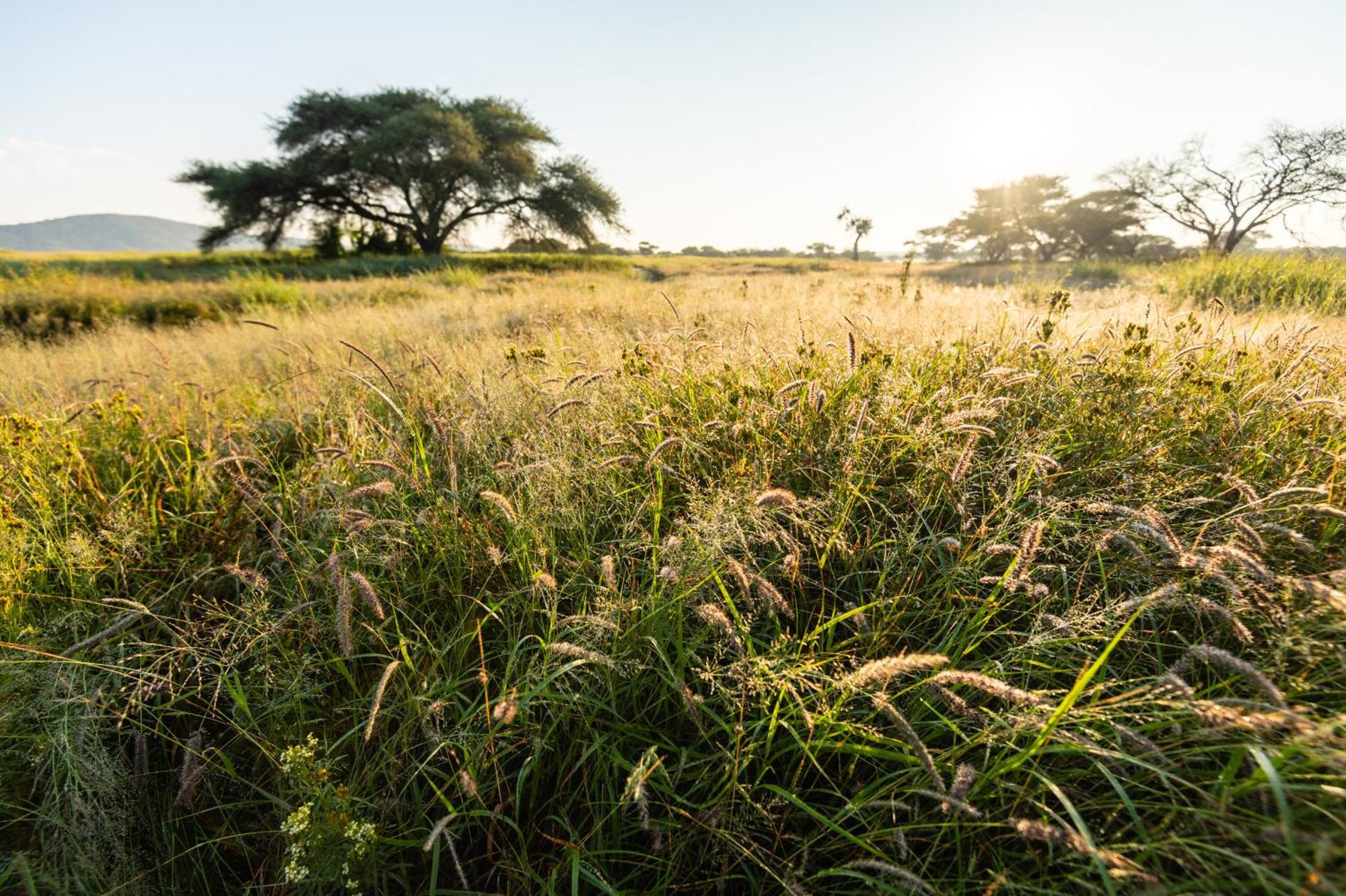 Frans Indongo Lodge Otjiwarongo Eksteriør billede