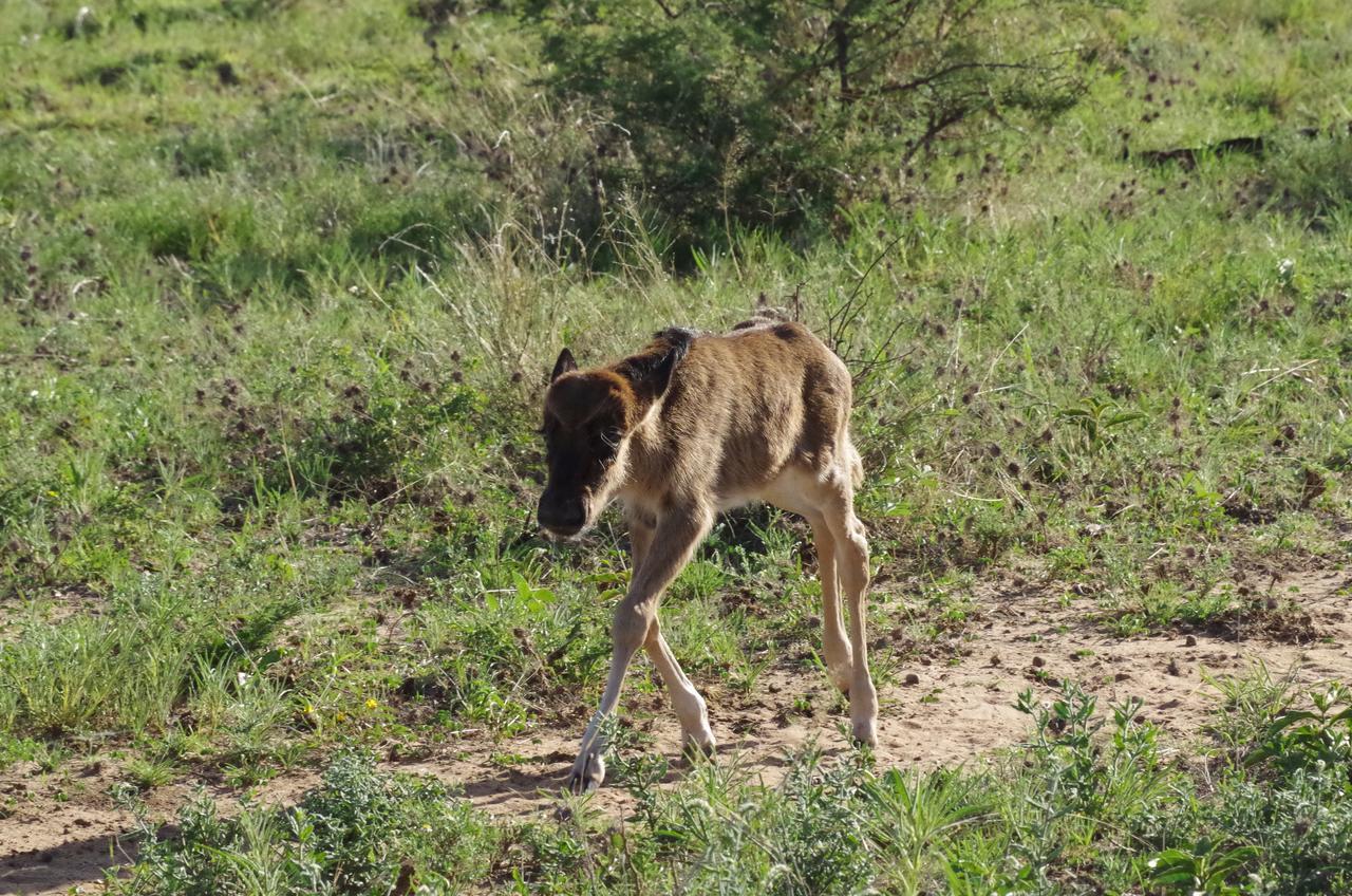 Frans Indongo Lodge Otjiwarongo Eksteriør billede