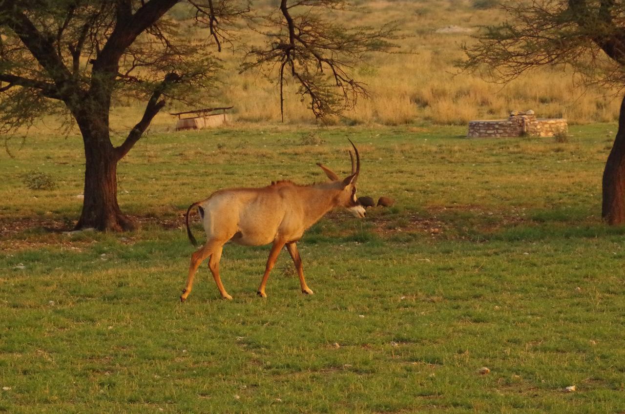 Frans Indongo Lodge Otjiwarongo Eksteriør billede