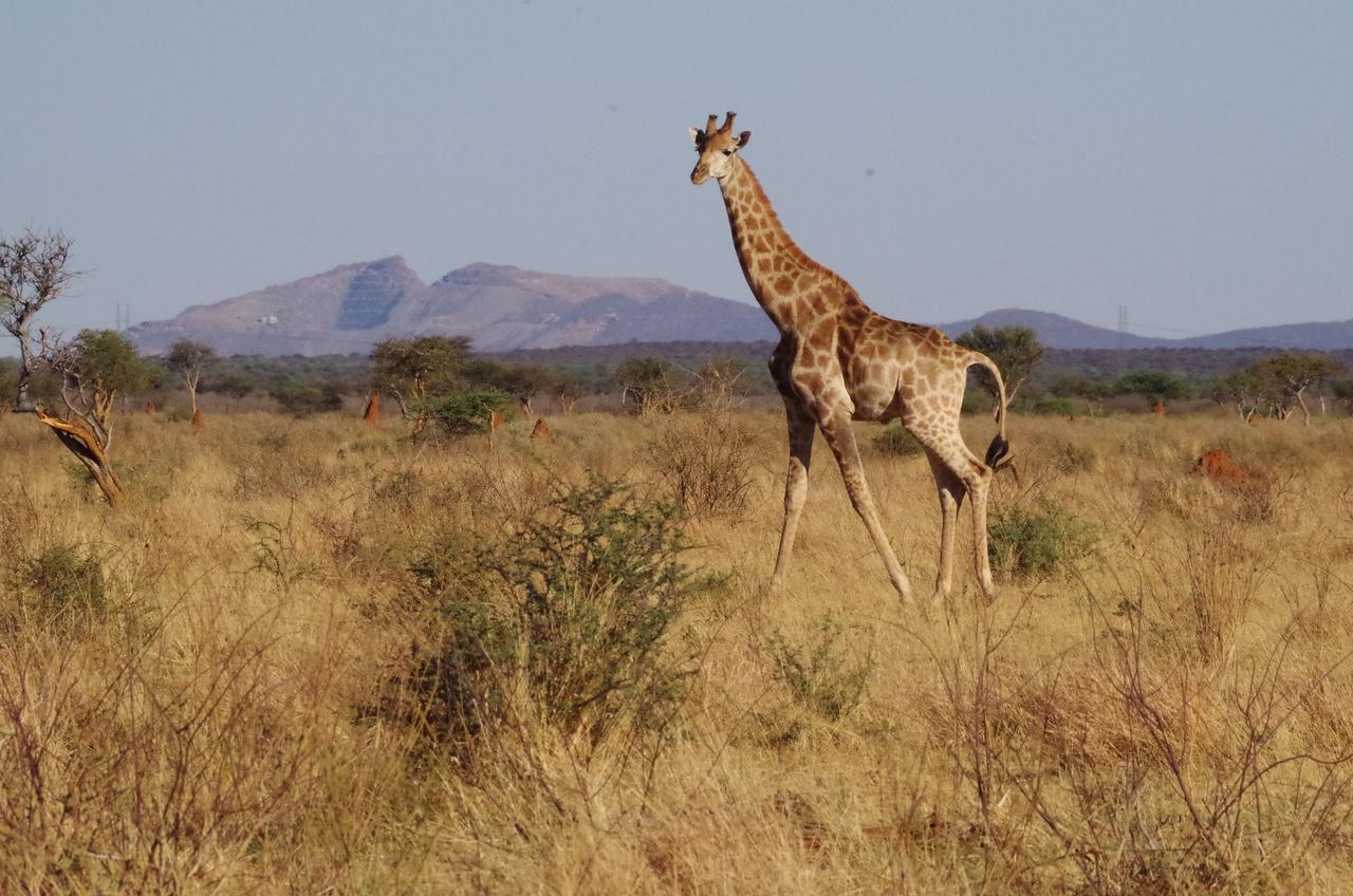 Frans Indongo Lodge Otjiwarongo Eksteriør billede