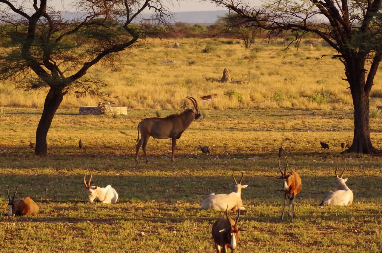Frans Indongo Lodge Otjiwarongo Eksteriør billede